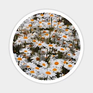 Stunning Field of White Oxeye Daisies Magnet